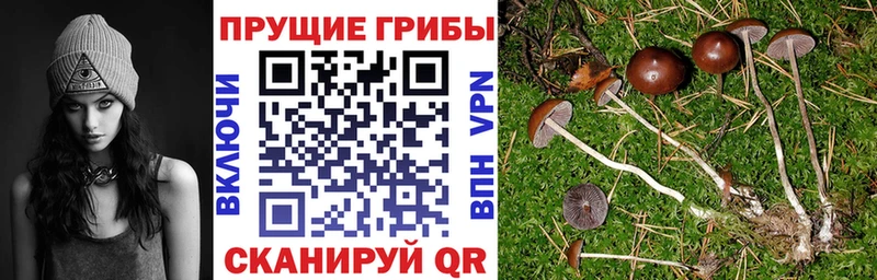 Купить закладки  Магас  Псилоцибиновые грибы прущие грибы 